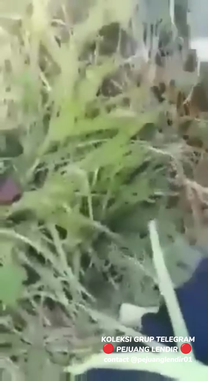 Anak Esde Pulang Sekolah Main Di Semak semak